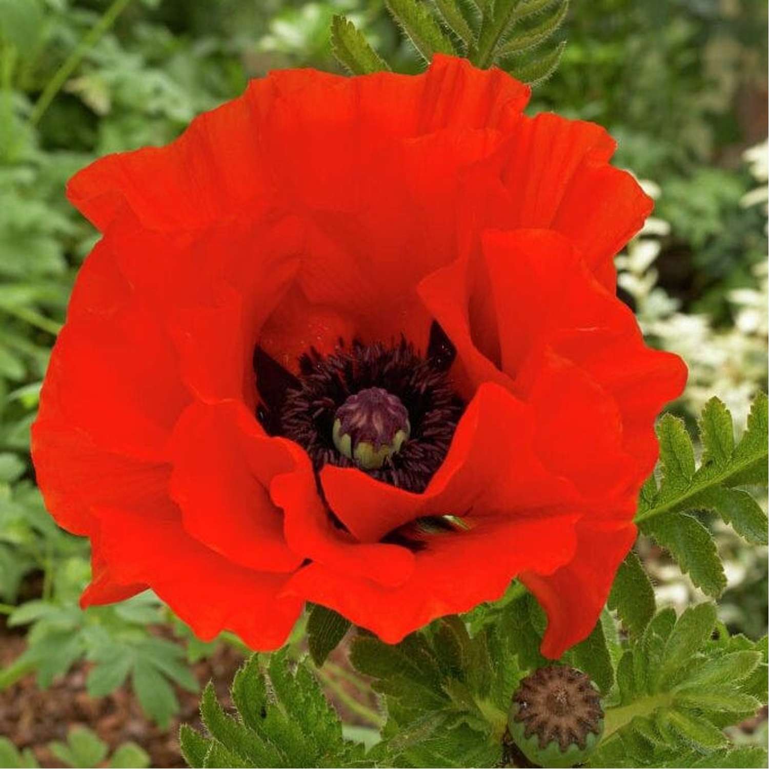 Orientalische Mohn ‘Eyecatcher’